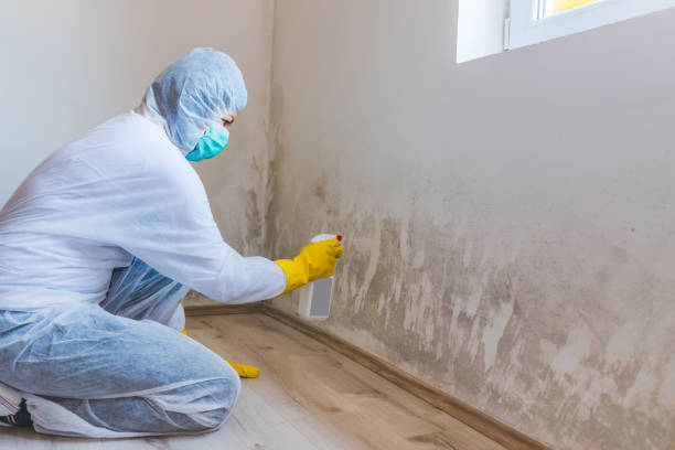 Licensed Mold Inspection service in Kennesaw, GA - WQB Mold Removal